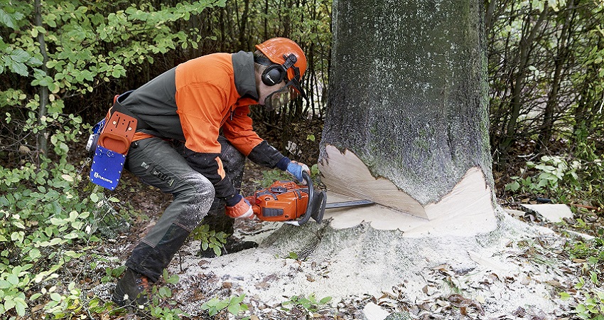 tree trimming Auckland