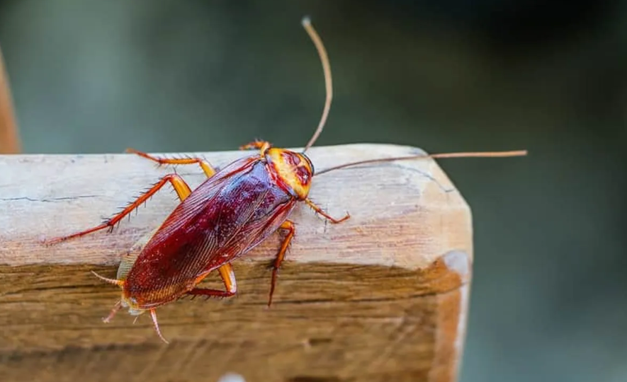 professional cockroach treatment