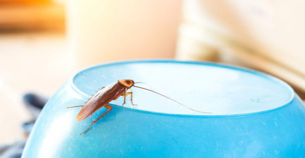 professional cockroach treatment