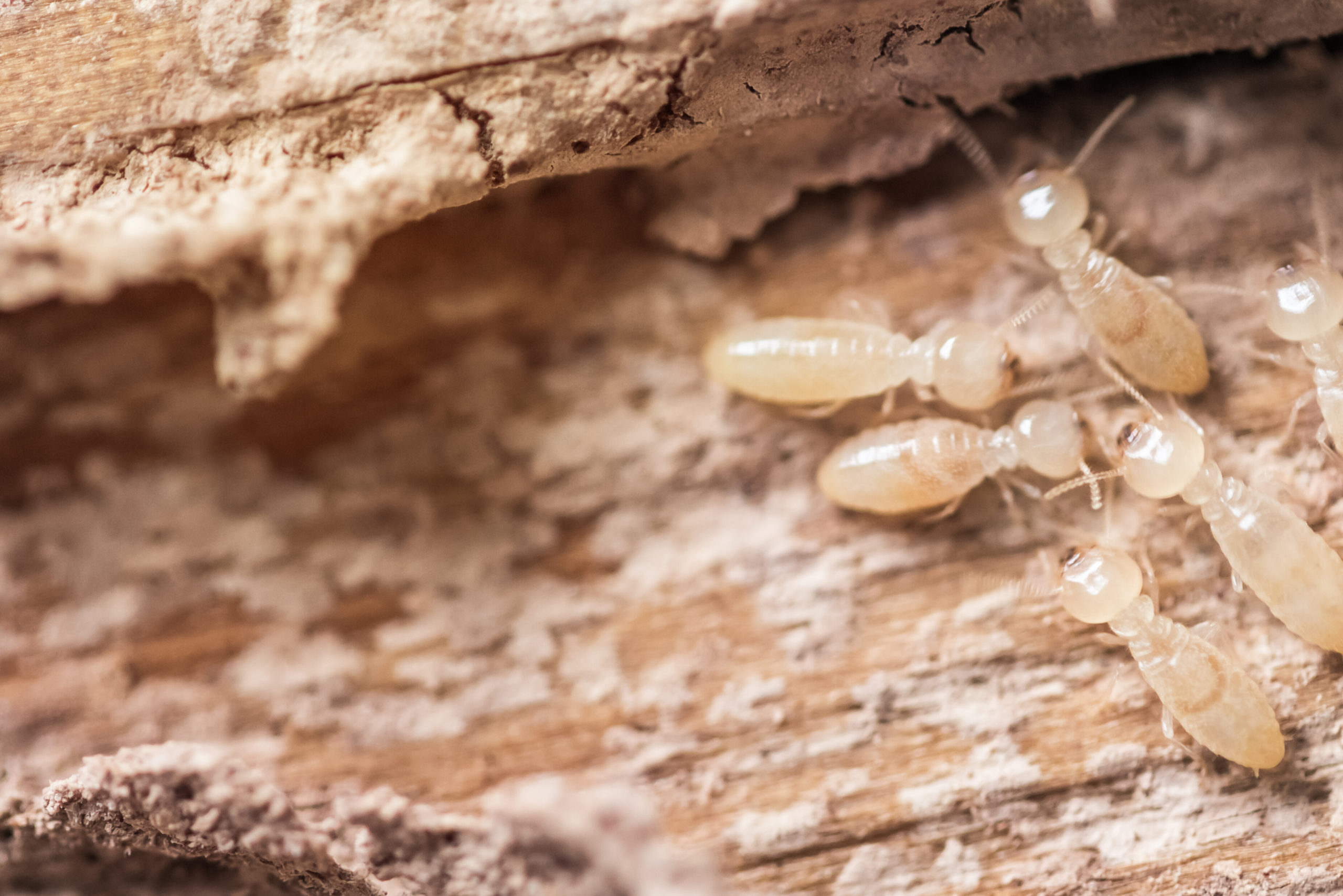 termite inspections Tweed Heads