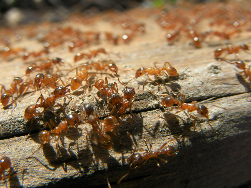 ant control in Wellington.