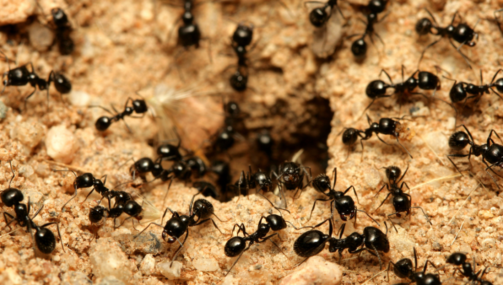 ant control in Wellington.