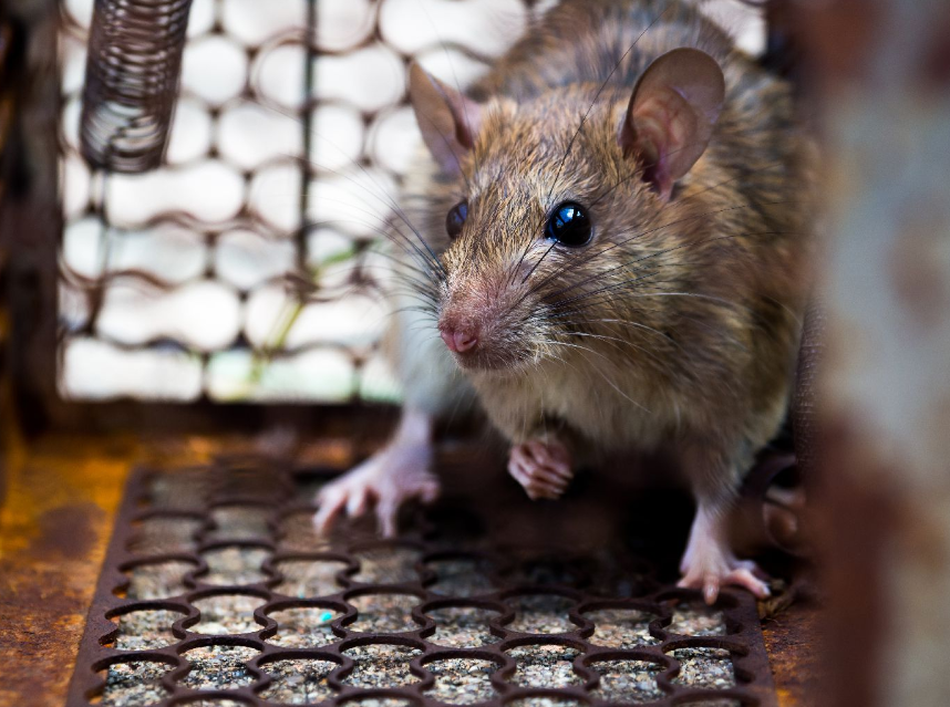 Rodent control in Wellington