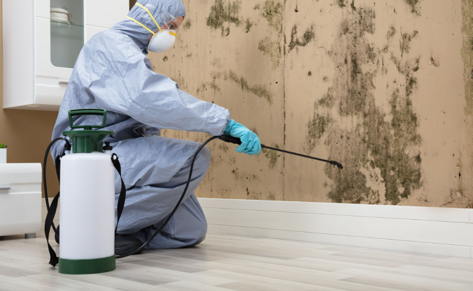 mould remediation services.