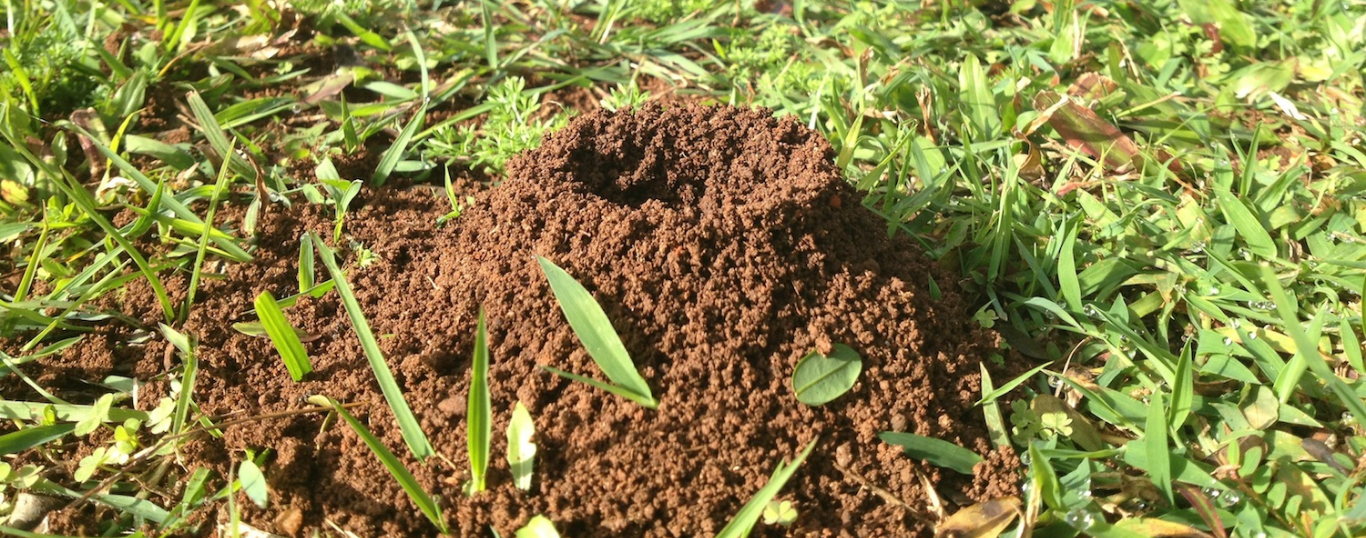 funnel ant treatment