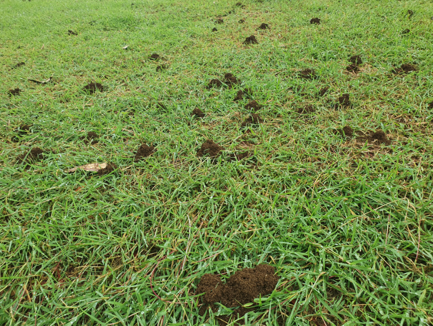 funnel ant treatment