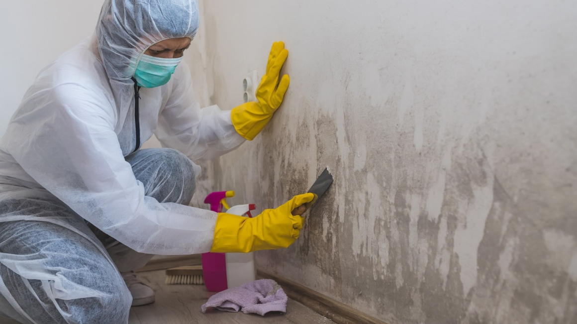 mould removal in Christchurch