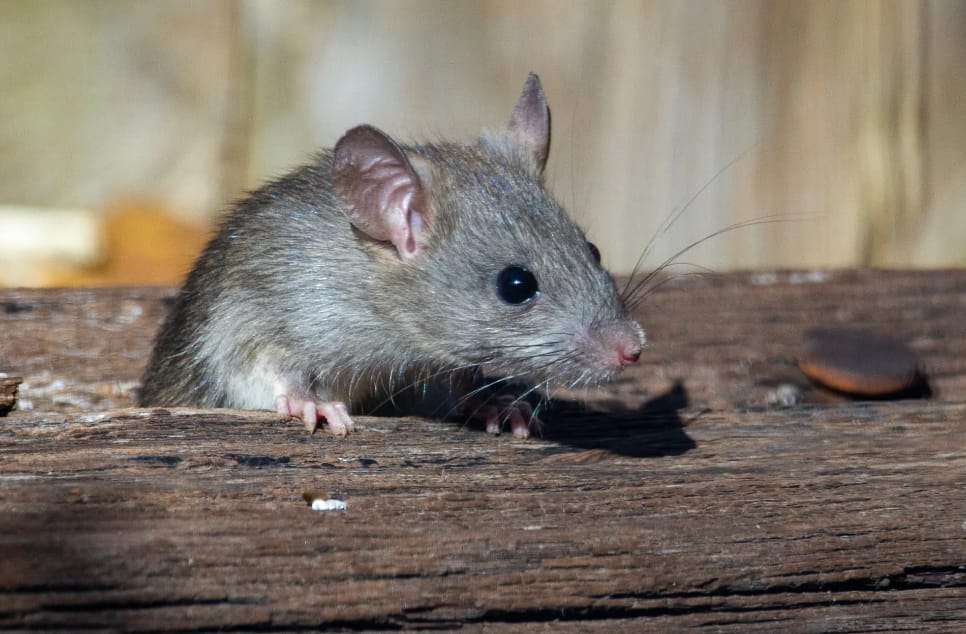 Casuarina Rodent Control